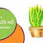 Chậu Cây Lưỡi Hổ Trồng