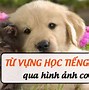 Học Tiếng Anh Về Các Con Vật