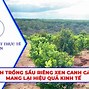 Mô Hình Trồng Sầu Riêng Ở Miền Tây